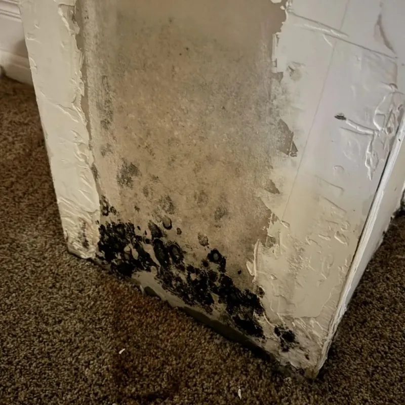 Professional Mold Removal in Benld, IL